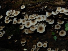 Roridomyces