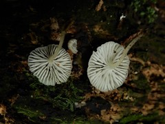Roridomyces