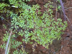 Odontosoria aculeata