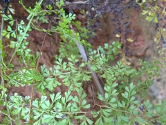 Odontosoria aculeata