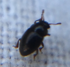 Brachypterus