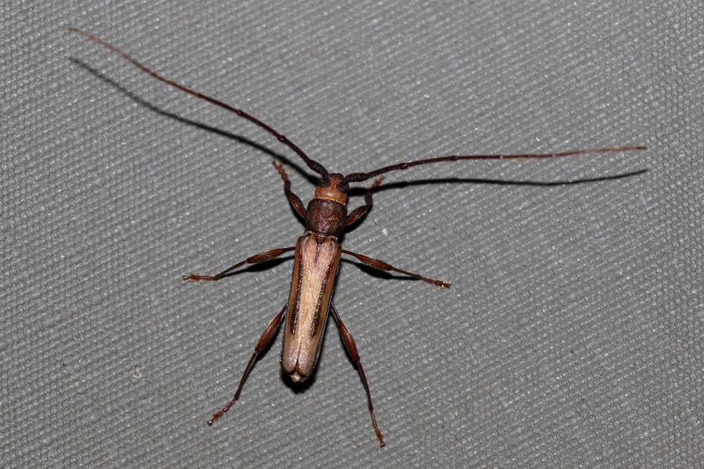 Xystrocera