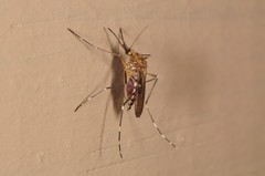 Aedes canadensis