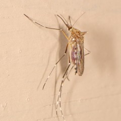 Aedes canadensis