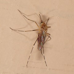 Aedes canadensis