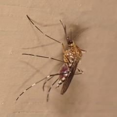 Aedes canadensis
