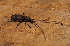 Decataphanes pictus