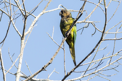 Eupsittula pertinax