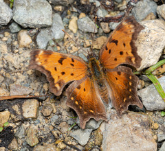 Polygonia progne