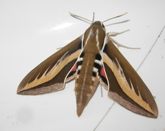 Hyles euphorbiarum