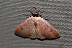 Plecoptera sarcistis