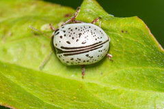 Calligrapha multipunctata