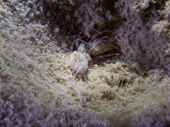 Botruanthus mexicanus