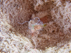 Botruanthus mexicanus