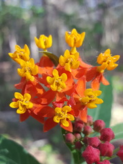 Asclepias curassavica image