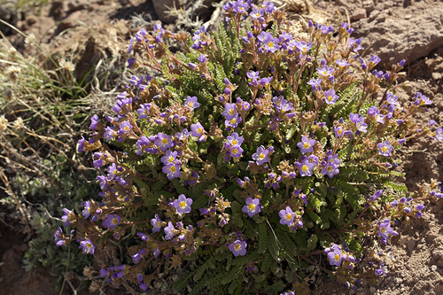 Jacob's-ladder (Polemonium pulcherrimum)