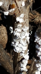 Pulvinaria hydrangeae