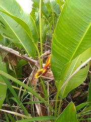 Heliconia bihai