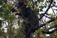 Piliocolobus tephrosceles