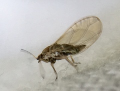 Triozidae