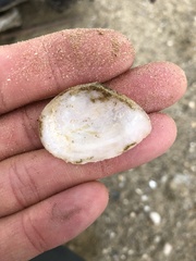 Austromacoma constricta