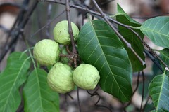 Landolphiinae