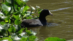 Fulica americana