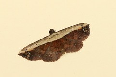 Lophoruza semiscripta