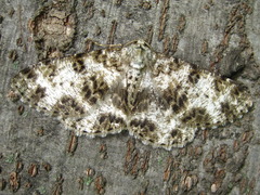 Ophthalmitis albosignaria