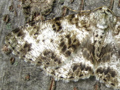 Ophthalmitis albosignaria