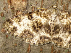 Ophthalmitis albosignaria