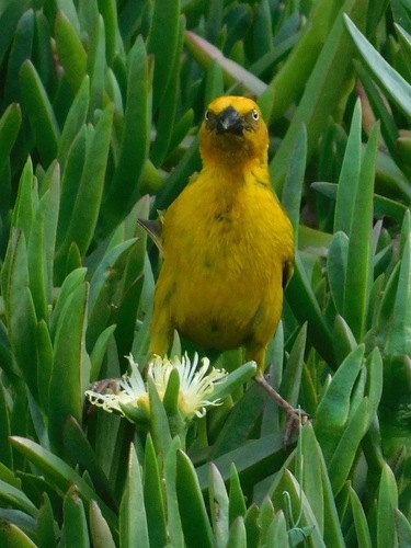 Ploceus capensis