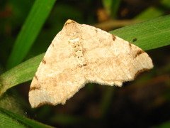 Macaria shanghaisaria