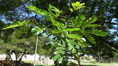 Tipuana tipu