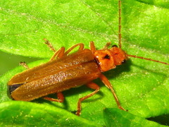 Lycocerus vitellinus