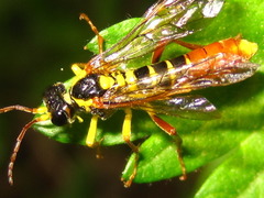 Tenthredo mortivaga