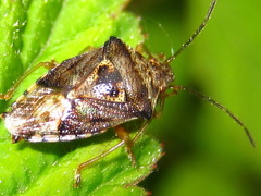 Elasmucha putoni