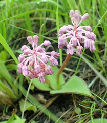 Ledebouria sandersonii