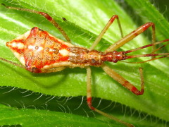 Epidaus tuberosus