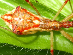 Epidaus tuberosus