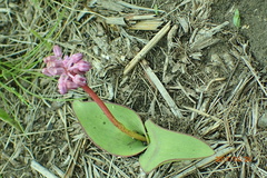 Ledebouria sandersonii