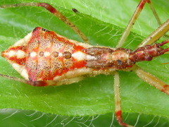 Epidaus tuberosus