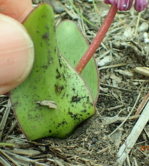 Ledebouria sandersonii