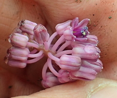 Ledebouria sandersonii