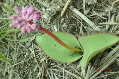 Ledebouria sandersonii