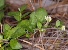 Rhinotropis cornuta cornuta