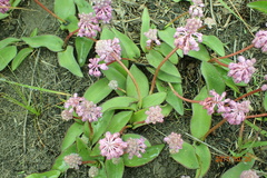 Ledebouria sandersonii