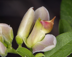 Rhinotropis cornuta cornuta