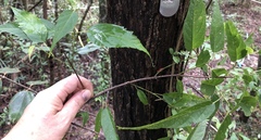 Premna longiacuminata