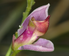 Rhinotropis cornuta cornuta